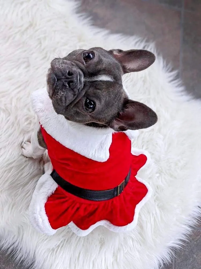 Pet Christmas Winter Dress